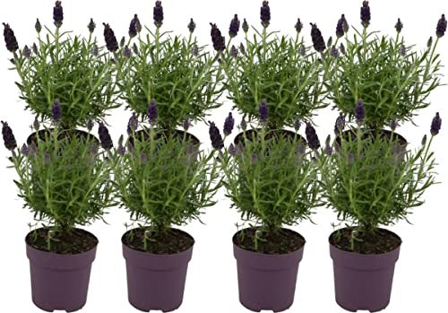 Plantas de Lavanda - Pack 8 Unidades - Flores Naturales Interior y Exterior