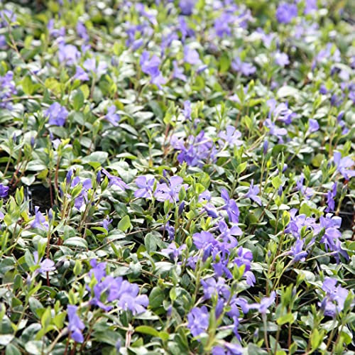 6 x Immergrün 'La Grave' - Vinca Minor 'La Grave' (='Bowles Variety') Topf 9x9cm: Bodendecker mit charmanten lila Blüten