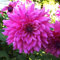 Dahlienknolle : Dahlia - Deko Dahlien  Lizz Baaij  1 Knolle/Rhizom