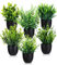 Cexovo Plantes Artificielles Interieur 6 Pièces Mini Plantes Artificielles Verdure Plastique Faux Plantes avec Pot Verdure Artificielle en Plastique pour Bureau Salon Chambre Salle De Bain Noir