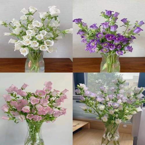 300 Piezas Semillas de Campanula Campanula Plantas de Balcón Resistentes, Serie de Plantas Raras, Semillas de Flores Aptas Semillas de Flores de Verano Semillas de Pasto de