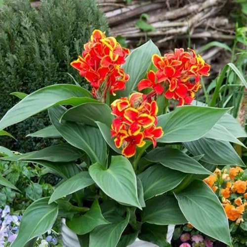 10 pcs canna zwiebel garten blumen pflanztöpfe indisches blumenrohr winterharte stauden pflanzentopf geschenke für gartenliebhaber gartenpflanzen hochstamm winterhart gartenpflanzen