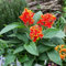 10 pcs canna zwiebel garten blumen pflanztöpfe indisches blumenrohr winterharte stauden pflanzentopf geschenke für gartenliebhaber gartenpflanzen hochstamm winterhart gartenpflanzen