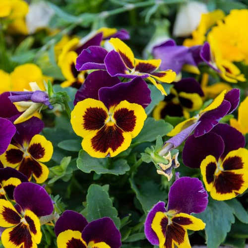 Winter Bedding Plants - Pansy 'Yellow with Purple Wing' - 20 x Full Plant Pack - Winter Pansies Ready to Plant - Winter Pansies - Pansy Plants - Bedding Plants - Pansies - Premium Quality Plants