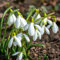 100/150/250/400 Pièces Graines de Perce-Neige, Graines Fleurs à Semer, Galanthus Nivalis en Forme de Cloche, Semences de Perce-Neige, Idéales pour Le Jardin et Balcon, Haute Germination (150Pcs)