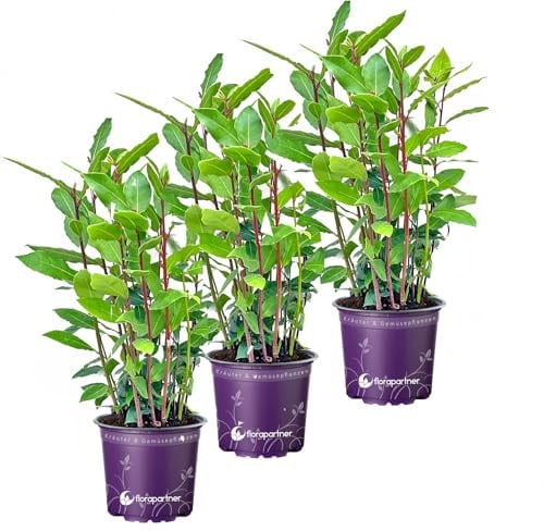 - echter Lorbeer - Italienischer XL Gewürzlorbeer - Laurus nobilis 3er-Set im 14 cm Topf 35-45cm