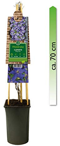 mgc24 Kletterpflanze Clematis Rhapsody Waldrebe im 2l-Container 1 Pflanze