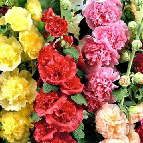 Hollyhock `Summer Carnival`Double Mix - 200 Seeds + freebie + Plant tag (Althaea rosea)