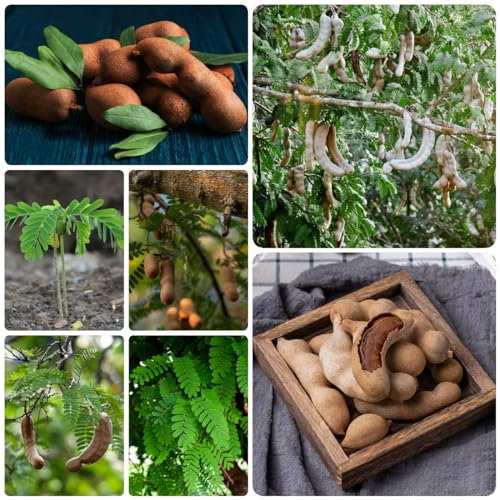 30 Pcs Tamarinde Bio Samen - Tamarindus Indica - Gartenpflanzen Winterhart Mehrjährig Tamarindensamen, Bio Samen Alte Sorten, Baum Pflanzen Bäume Kaufen, Zimmerbonsai Bonsai Baumsamen