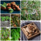 30 Pcs Tamarinde Bio Samen - Tamarindus Indica - Gartenpflanzen Winterhart Mehrjährig Tamarindensamen, Bio Samen Alte Sorten, Baum Pflanzen Bäume Kaufen, Zimmerbonsai Bonsai Baumsamen