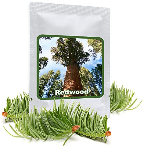 Giant Redwood 25 Seeds - A living monument (Sequoiadendron gigantea) - UK Hardy