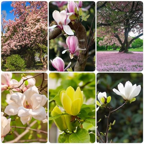 150 pcs magnolienbaum winterhart baum samen, nachhaltige produkte blumensamen bienenwiese magnolien,Magnolia denudata,magnolie, bonsai topf kräutergarten geschenk winterfeste pflanzen