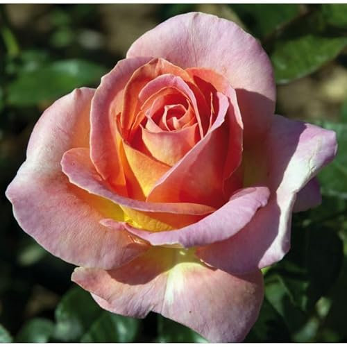 Pianta di ROSA ELLE ®MEILLAND cespuglio ROSA vera PROFUMATA vaso19 FOTO REALE AMDGarden