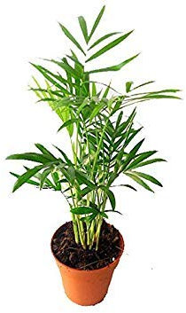 Shop Meeko Chamaedorea elegans (Palm) - 10 Samen