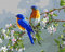 Grebesty peinture numero adulte, DIY kits de peinture au numéro activité manuelle adulte oiseaux et fleurs 40x 50cm