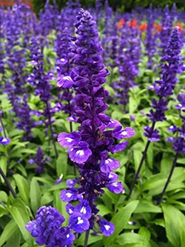 30 Semillas de Salvia Azul, Victoria (Salvia Farinacea)