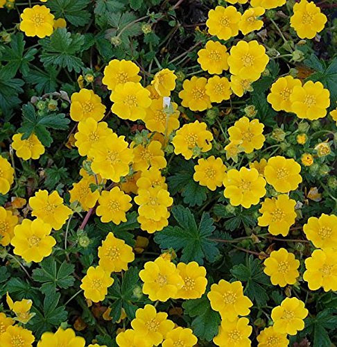 Fingerkraut Yellow Queen - Potentilla cultorum - Gartenpflanze
