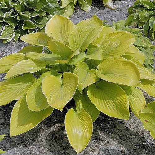 Perfect Plants - Hosta 'Sum and Substance' – Large Hardy Perennial in a 17cm Pot – Vibrant Chartreuse Foliage