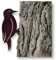 Crispe home & garden Großer Deko Eisen Specht Vogel zum Anbringen an Baum, Holz in Edelrost