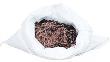 SUPERWURM 0,5 kg mittlere (ca. 400 St.) Riesen-Rotwürmer - Dendrobena, Angelwürmer, Futterwürmer, Regenwürmer, Würmer, Riesenrotwürmer, Angelköder, Lebendköder, Wurmfarm, Wurmzucht