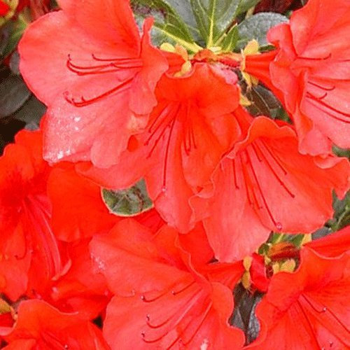 Azalea deciduous Knaphill 'Hotspur Red' 19cm Pot Size
