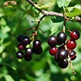 Semillas negro del cerezo (Prunus serotina) 15 + Semillas (30+)