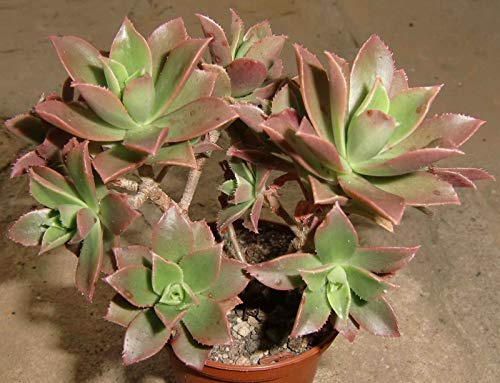 Portal Cool Aeonium Decorum 1X Sukkulente Schnei Clone 3-4cm Vermehrung Xpc