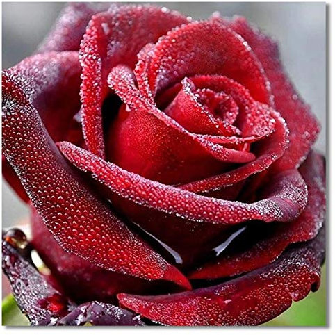 Bougimal 5D Diamant Painting Bilder, Diamant-Malereifür Erwachsene Geschenk Wall Decoration, Rose (30cmx30cm)