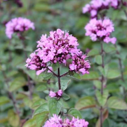 6x Blüten-Dost 'Rosenkuppel' - Origanum laevigatum 'Rosenkuppel' - Topf 9x9cm - Duftende Staude