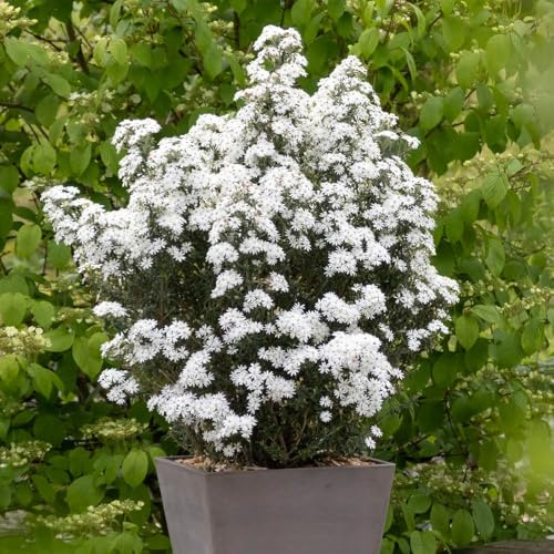 YouGarden Olearia 'Spring Bling', Established Plant in 9cm Pot, Garden Colour, Evergreen Daisy Flowers, Easy to Grow, Ready to Plant