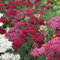 Garten-Schaf-Garbe Achillea millefolium 'Red Velvet' Staude winterhart im Topf gewachsen