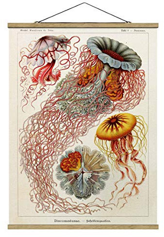 Stoffbild Posterleisten Vintage Lehrtafel Quallen Hochformat 4:3 66.4x50cm Eiche