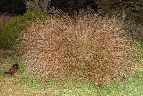 Red Tussock Grass 30 Seeds- Chinochloa rubra - Ornamental Tall Grass - Perennial