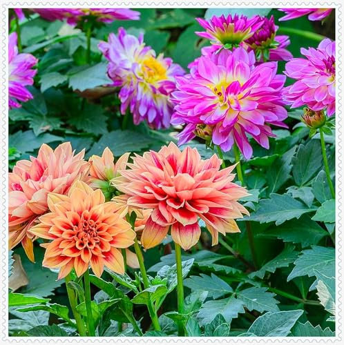 Dahlienzwiebel,Winterhart Mehrjährig,Eine Zwiebelpflanze Mit ,Dahlien-Pompons,Leuchtend Und Attraktiv, Langer BlüTezeit, GroßEn BlüTen,Dahlien Knollen Winterhart-2zwiebeln-E