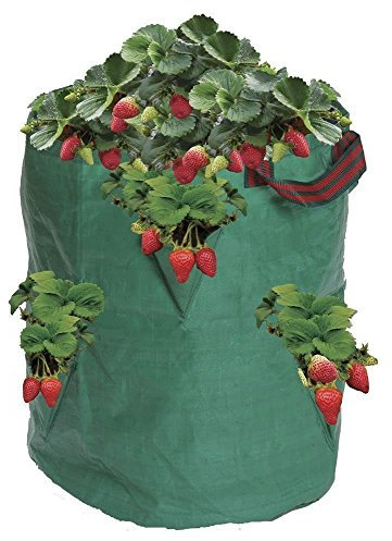 Bolsa / Maceta de plástico para cultivo de fresas y plantas Garland (46x61cm)
