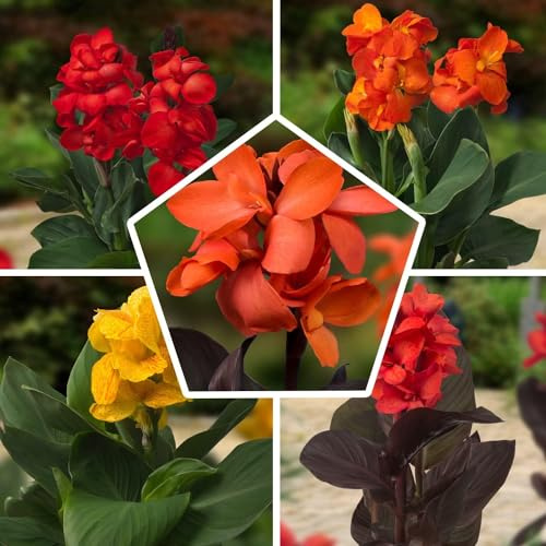 Canna Mezcla - 5 Plantas - Plantas Naturales Exterior de Holanda - Plantas de Exterior Resistentes - Decoracion Jardin, Macetas y Balcón - Sin Semillas, No Artificiales