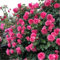 Rosen pflanzen winterhart - Strauchrose - Duft rosen pflanzen - Prachtvolle Blüten für Ihren Garten-1knollen-B
