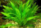 1 Echinodorus Mutterpflanze Grösse 20-35cm