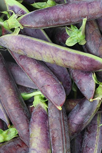 Seedeo® Kapuzinererbse 'Blauwschokker' (Pisum sativum L. convar. sat.) ca. 100 Samen BIO