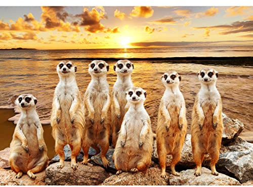 Runa Art Fototapete Erdmännchen Sonnenuntergang Modern Vlies Wohnzimmer Schlafzimmer - Made in Germany - 308 x 220 cm Orange Braun 9225010b