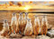 Runa Art Fototapete Erdmännchen Sonnenuntergang Modern Vlies Wohnzimmer Schlafzimmer - Made in Germany - 308 x 220 cm Orange Braun 9225010b