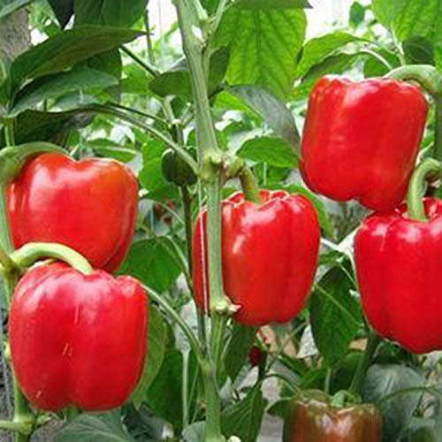 Variétés de graines de légumes - 150Pcs Graines de poivron doux Potager sain Balcon Bonsaï en pot Plante de bonsaï enfants débutants Jardiniers Cadeau -1#