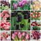 80 Pcs Blumen Tulpen Samen - Geschenke Für Gärtner, Winterharte Blumen,Tulipa Gesneriana, Wildflower, Gartendeko Für Draußen, Blumendeko Kleine Geschenke, Pflanzensamen Zimmerpflanzen