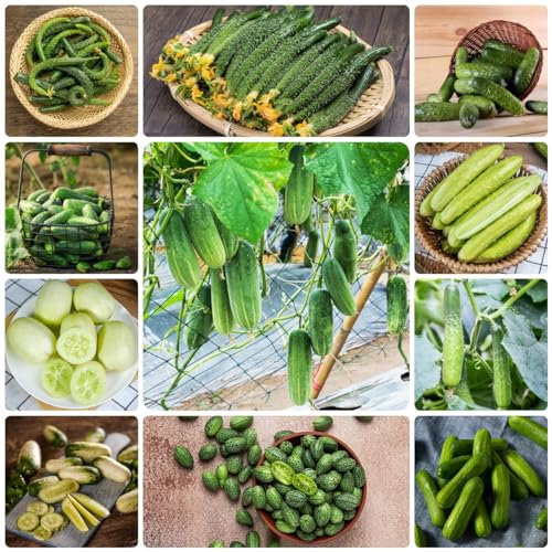 100 Pcs Gurken Samen Freiland, Gurkensamen Alte Sorten - Cucumis Sativus - Hydrokultur Pflanzen, Saatgut Gemüse Gurkenpflanzen Salatgurken Samen, Nachhaltige Geschenke, Anzuchtset