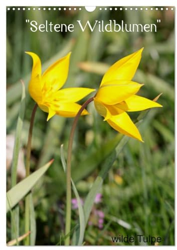 Seltene Wildblumen (Wandkalender 2026 DIN A3 hoch), CALVENDO Monatskalender: Wildwachsende Schönheiten (CALVENDO Natur)