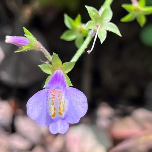 Mazus Reptans - kräuterpflanzen Lippenmäulchen - kräutersamen für sonnige plätze balkonpflanzen bodendecker steingartenpflanzen exotische 300Samen
