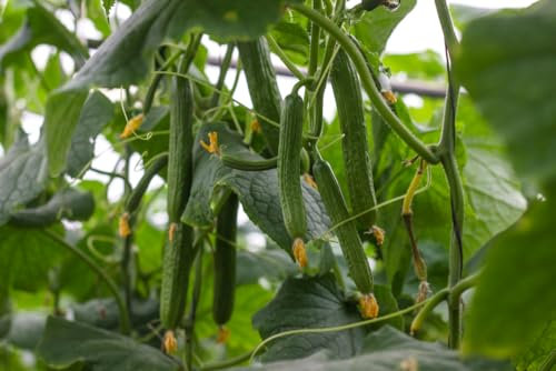 Roselyn Seeds Cucumber Seed - Burpless Tasty Green F1, Vegetable Seed for Outdoor Growing, 25 Seeds