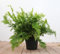 Dryopteris filix-mas 30-40 cm - Echter Wurmfarn, sattgrüne Wedel, ideal für schattige Standorte, pflegeleicht und winterhart