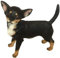 The Leonardo Collection LP41668 Dekofigur Chihuahua, schwarz, Hellbraun und weiß, 11 x 6 x 11 cm