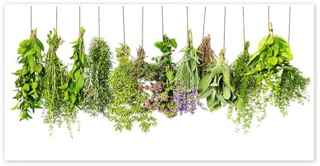 Hängende Kräuter Poster 40 x 20 cm Grün Wandbilder Wanddeko